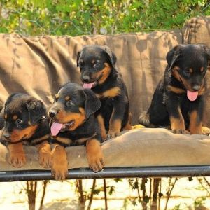 Top Quality Rottweiler Puppies