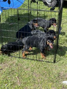 6 German Rottweiler puppies for sale.