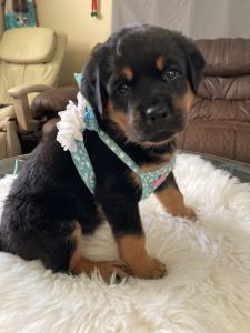 AKC Rottweiler puppies
