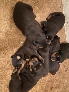 AKC Rottweiler Puppies