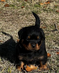 AKC Rottweiler puppies