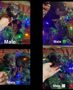 Akc registered Rottweilers