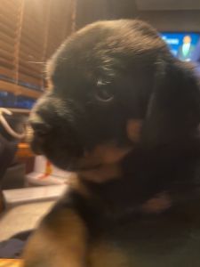 Rottweiler puppies