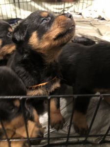 Rottweiler puppies