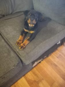 Rottweiler Female Puppy