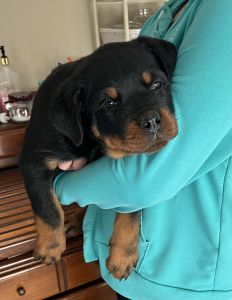 AKC ROTTWEILER PUPPIES