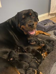 AKC Rottweiler Puppies