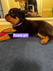 Female Rottweiler puppies