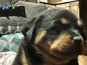 Beautiful Rottweiler puppies!