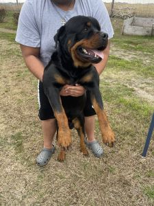 Rottweiler puppies for sale!