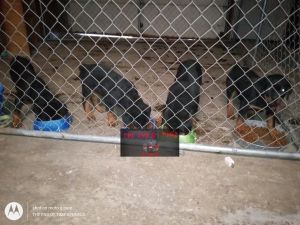 Male Rottweiler pups