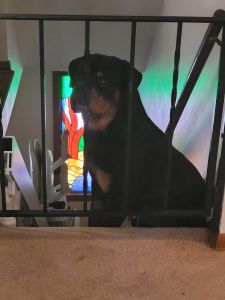 I have to sell my loving dog