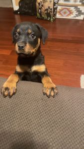 Rottweiler Puppy (Bella)