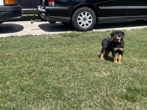 Rottweiler Puppies