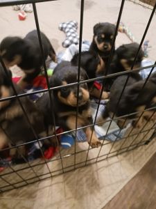 Rottweiler puppies for sale