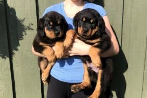 Rottweiler puppies