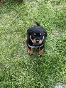 Rottweiler Puppy For Sale