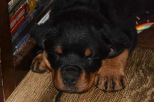 AKC rottweiler pups