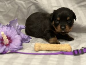 AKC Rottweiler puppies