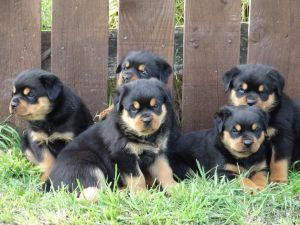 Rottweiler puppies for adoption