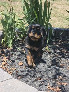 AKC ROTTWEILER