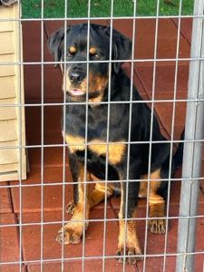 Rottie for sale