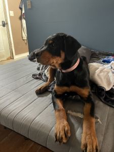 15 week old German Rottweiler