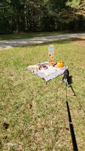 AKC Registered Rottweiler puppies