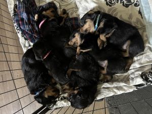 AKC registered Rottweilers