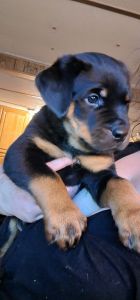 Male AKC Rottweiler pups