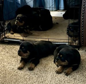 Rottweiler puppies