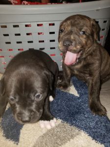 Rottweiler/ Pit puppies