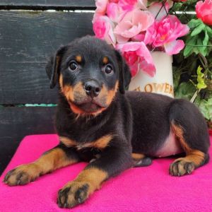 Rottweiler for adoption