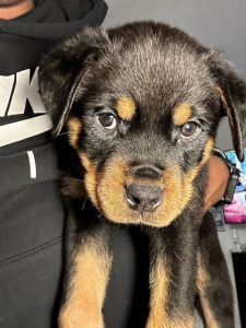 Rottweiler puppies