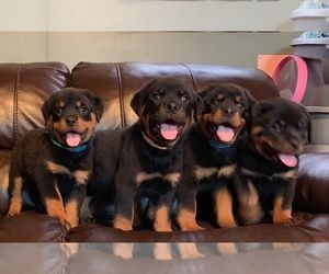 Healthy Rottweiler Puppies