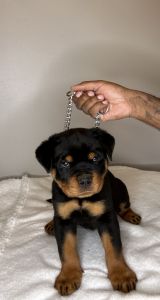 Rottweiler Puppies