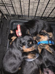 Rottwillier Puppies