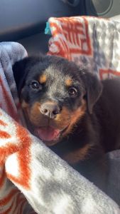 Rottweiler