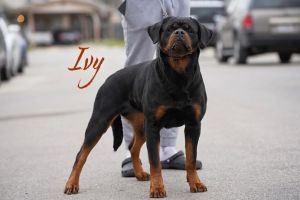 European bloodline litter k