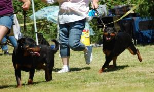 2lovely rottweiler pups.text ***