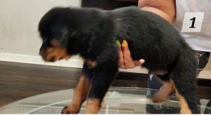 Rottweiler puppies