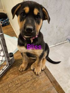Rottweiler/German Shepherd mix