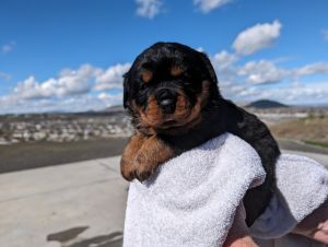 Akc Misty Mountain Rottweilers