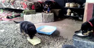 Are you looking for rottweiler puppies