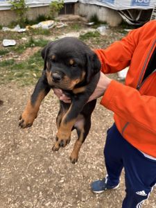 Puppy German Rottweiler for Sale!