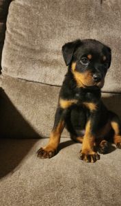 Rottweiler puppies
