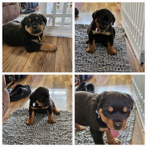 AKC Rottweiler Puppies for Sale