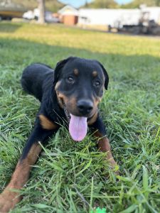 Rottweiler for sale