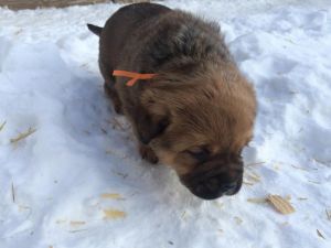 Saint Bernard/Rottweiler Hybrids