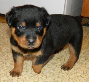 Rottweiler puppies for Adoption. (***) ***-***7